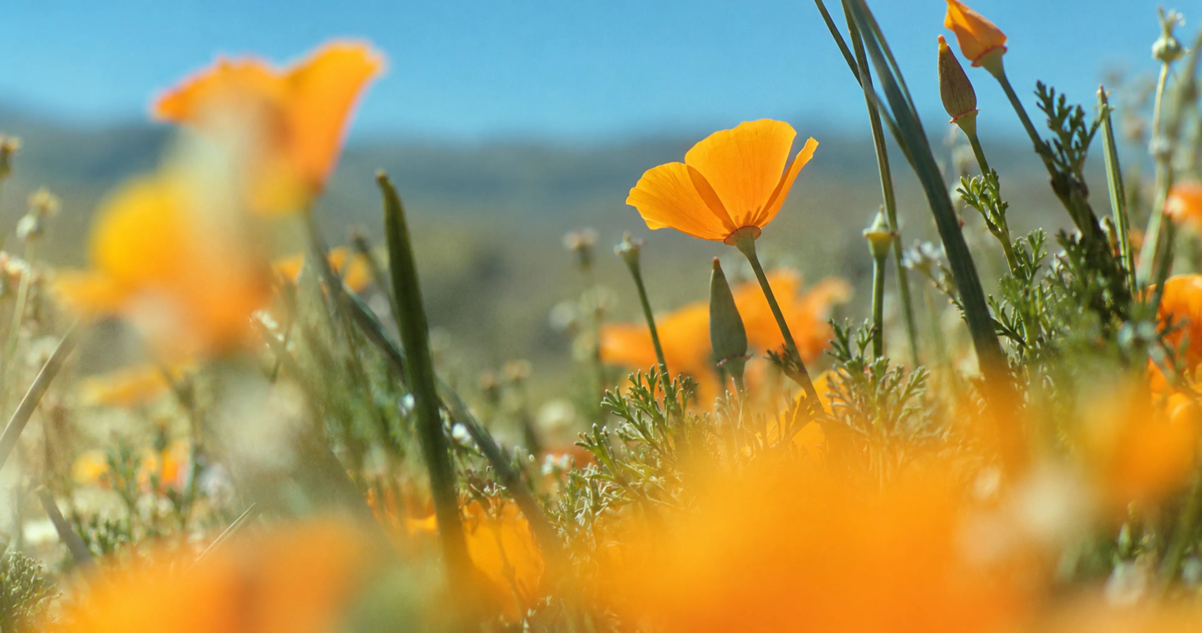 Close-up of vibrant yellow poppies against a blurred blue sky, conveying a sense of warmth and tranquility. The foreground is softly out of focus.