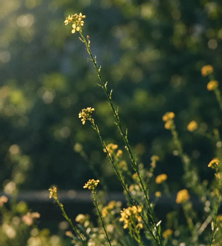 Tall yellow wildflowers with thin green stems stand against a softly blurred, sunlit background, conveying a serene and natural atmosphere.